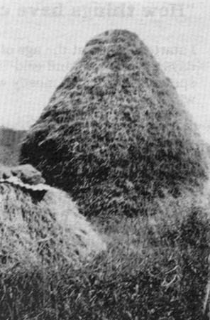 haystack